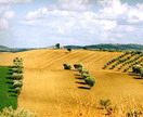 le colline della Maremma toscana nei pressi di Saturnia