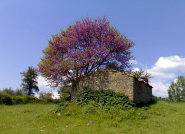 in primavere la Maremma veste di colori smaglianti le sue bellezze