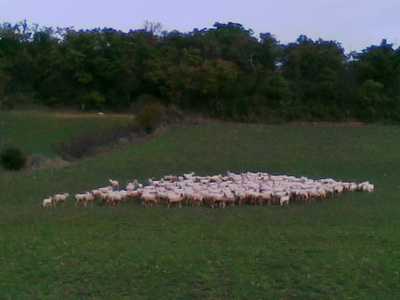 brebies dans les paturages de la Maremma près de la ferme Cinatto