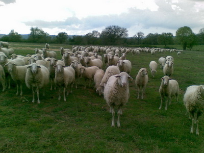 les brebies dans les paturages de la Maremma près de la ferme Cinatto