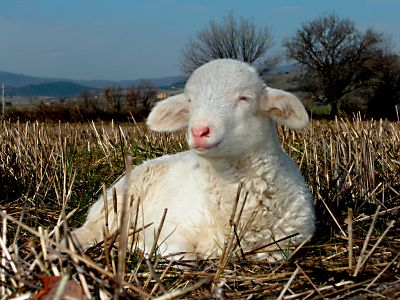 Des animaux de la maremma