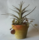 vaso verde